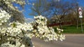 First cherry spring flowers