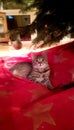 First Christmas Eve for young tabby cat brown colored with excited glimpse under Christmas Tree Royalty Free Stock Photo