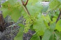 The first clusters of young grapes