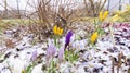 The first crocus flowers grow in the snow in early spring on a sunny day. Signs of spring
