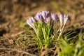 First crocus flowers in spring against the background of old foliage. Soft focus Royalty Free Stock Photo