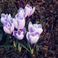 First crocus flowers. Spring blossoms. Aged photo. Royalty Free Stock Photo