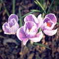 First crocus flowers. Spring blossoms. Aged photo. Royalty Free Stock Photo
