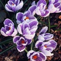 First crocus flowers. Spring blossoms. Aged photo. Royalty Free Stock Photo