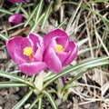 First crocus flowers. Spring blossoms. Aged photo. Royalty Free Stock Photo