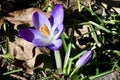 First Crocus of Spring