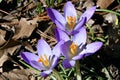 First Crocus of Spring