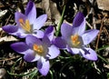 First Crocus of Spring