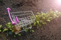 First crop of organically greens . Trolley and bed with greens