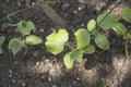 first cucumber seedlings in garden without greenhouse. Natural farming