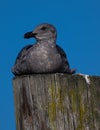 First Cycle Western Gull Royalty Free Stock Photo