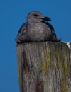 First Cycle Western Gull Royalty Free Stock Photo