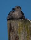 First Cycle Western Gull Royalty Free Stock Photo