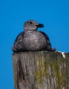 First Cycle Western Gull Royalty Free Stock Photo