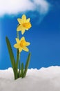 Daffodils in snow Royalty Free Stock Photo