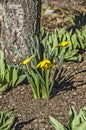 First Daffodils of Spring in Yellow