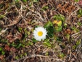 first Daisy flower on meadow in February