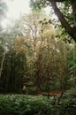 First day of autumn in the woods. Leaves turning from green to orange