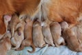 First day of golden retriever puppies Royalty Free Stock Photo