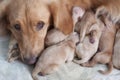 First day of golden retriever puppies and mom Royalty Free Stock Photo