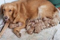 First day of golden retriever puppies with new dog mom lying on Royalty Free Stock Photo