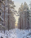 Inside a frozen forest of lapland