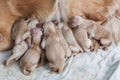 First day new born of golden retriever puppy dog lying beside he Royalty Free Stock Photo