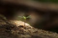 The first days of life of a fir seedling (Abies alba) Royalty Free Stock Photo