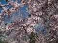 Blooming trees, signs of spring