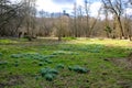 Spring on a clearing of the the forest where white snowdrops are flowering. Royalty Free Stock Photo