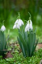 First snowdrops in springtime