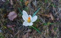 The first, delicate white crocus flower in early spring Royalty Free Stock Photo