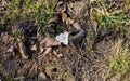 The first, delicate white crocus flower in early spring Royalty Free Stock Photo