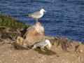 Island full of seagulls in summer, sanctuary