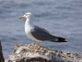 Island full of seagulls in summer, sanctuary