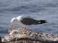 Island full of seagulls in summer, sanctuary