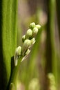 First donuts lily of the valley