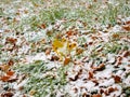 The first dropped-out snow has covered a green grass and yellow fallen leaves Royalty Free Stock Photo