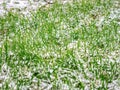 The first dropped-out snow has covered a green grass and yellow fallen leaves Royalty Free Stock Photo