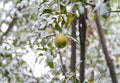 First early snow in autumn. Apple and branches and leaves of apple tree covered with snow Royalty Free Stock Photo