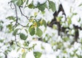 First early snow in autumn. Tree branches with green leaves covered with snow Royalty Free Stock Photo