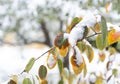 First early snow in autumn. Tree branches with multi-colored leaves covered with snow Royalty Free Stock Photo