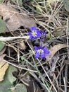 first early violets in the forest in Vilnius Royalty Free Stock Photo