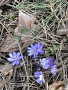 first early violets in the forest in Vilnius Royalty Free Stock Photo