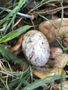 First egg laid by a Duclair duck Royalty Free Stock Photo