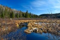 First fall ice in Canadian forest, province of Quebec Royalty Free Stock Photo