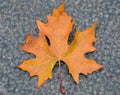 First fall leaf