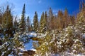 First fall on the mountain in canadian forest, province of quebec Royalty Free Stock Photo