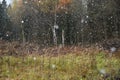 First falling snow on autumn forest background