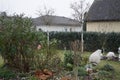 The first falling snow in the garden in December. Berlin, Germany
